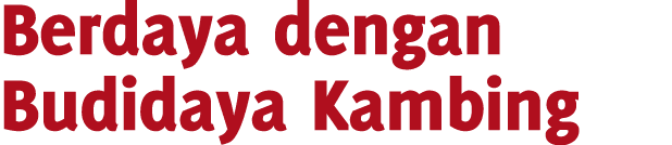 Berdaya dengan Budidaya Kambing 