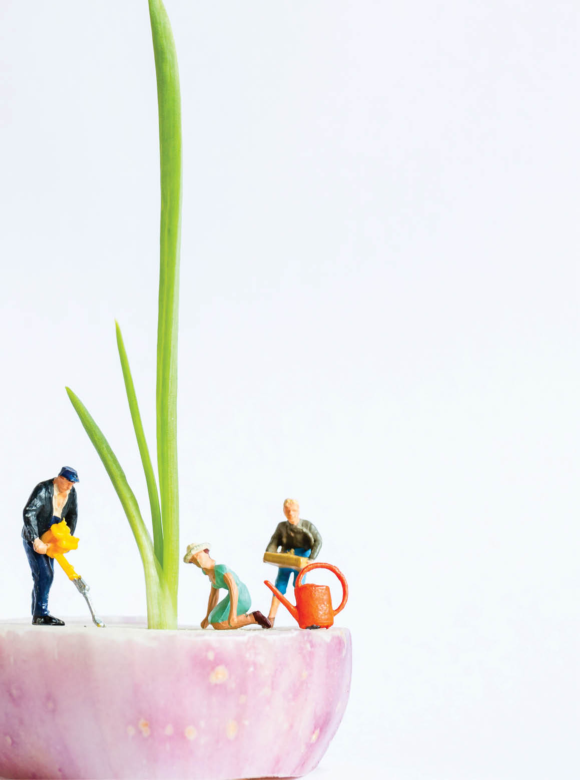 Miniature people : Gardeners Harvesting Spring onion on white background , Agriculture concept