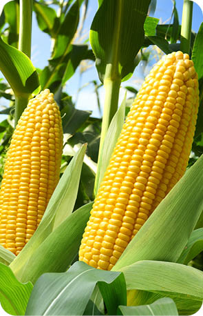 Corn cobs in corn plantation field.